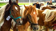 POTTOKA EGUNA - Bayonne reçoit le petit cheval sauvage et ancestral